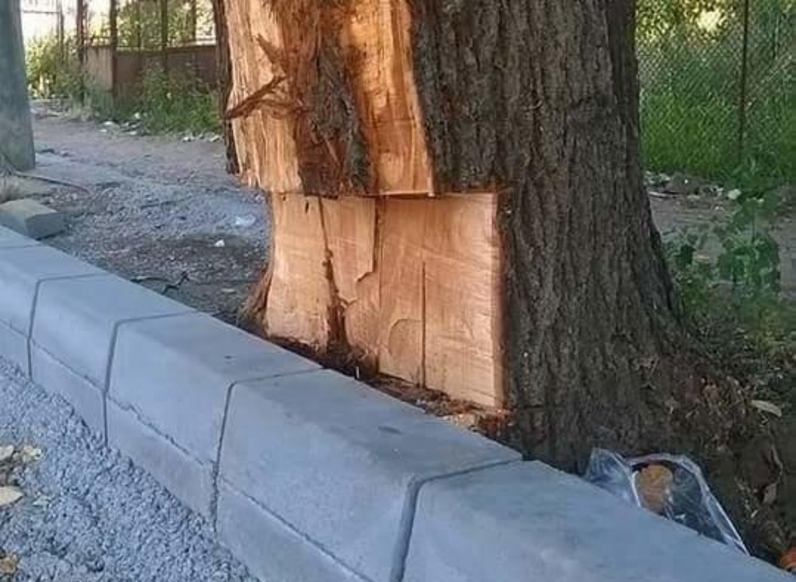 Arbre abimé et mutilé pour privilégier le tracé d'une voirie (mise en oeuvre de la bordure)