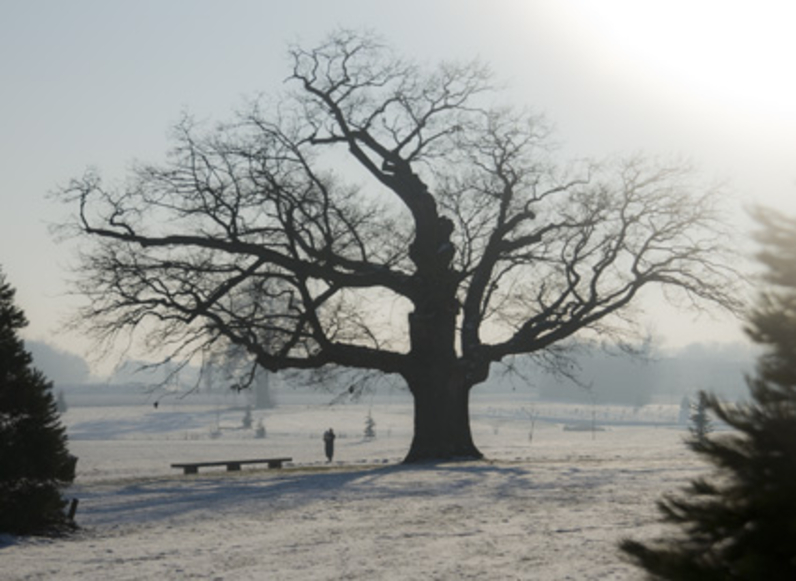 15 arbres remarquables à protéger