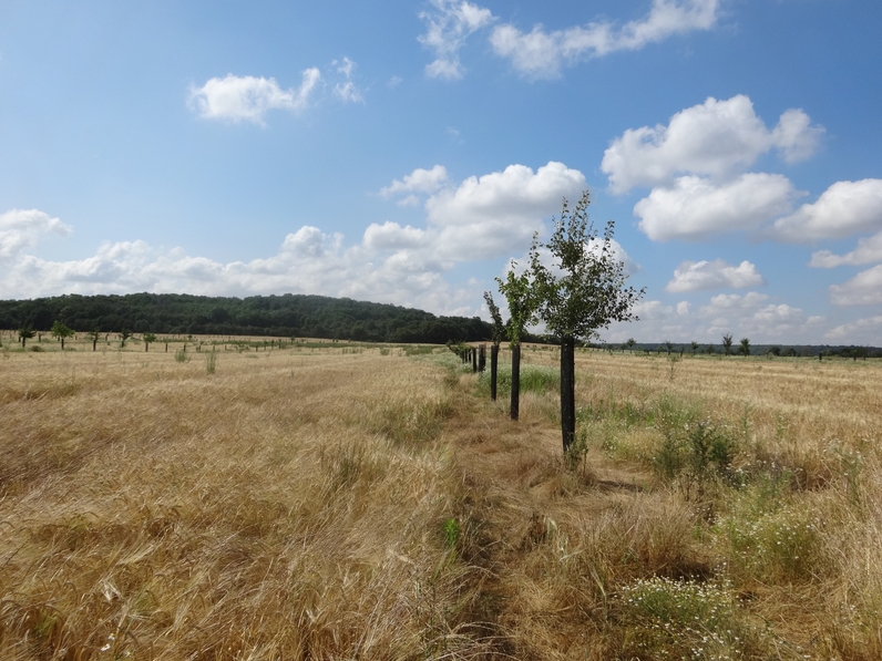 Agroforesterie en Seine-et-Marne - Ferme de Chalmont, Fleury en Bière