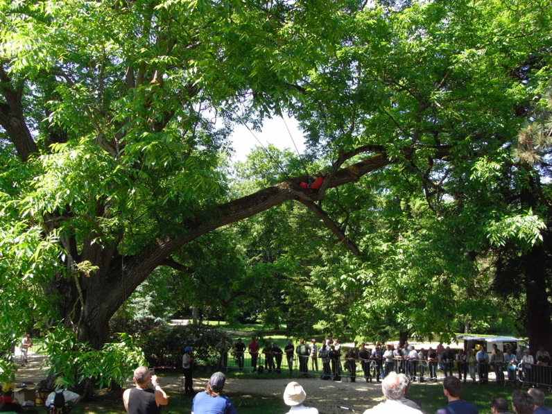 Démonstration de haubannage sur un arbre