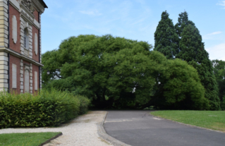 Le sophora de Montry (77) , 1000 m² d'emprise au sol . Un arbre remarquable à découvrir avec le CAUE77