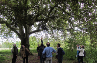 Formation "Reconnaitre les arbres"