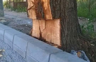 Arbre abimé et mutilé pour privilégier le tracé d'une voirie (mise en oeuvre de la bordure)