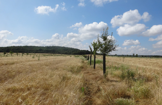 Agroforesterie en Seine-et-Marne - Ferme de Chalmont, Fleury en Bière