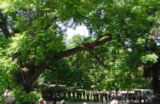 Démonstration de haubannage sur un arbre