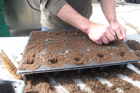 Les  graines du sophora du Japon de Montry plantées dans un substrat - Printemps 2019 - Serres de Meaux