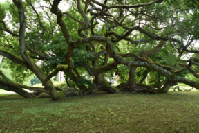 Le sophora de Montry (77) , un arbre remarquable à découvrir avec le CAUE77