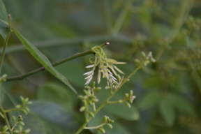 Zoom -Sophora du Japon de Montry