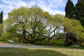 Le Sophora du Japon de Montry au printemps 2018.  Un arbre résilient.