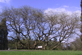 Le sophora de Montry (77) , un arbre remarquable à découvrir avec le CAUE77