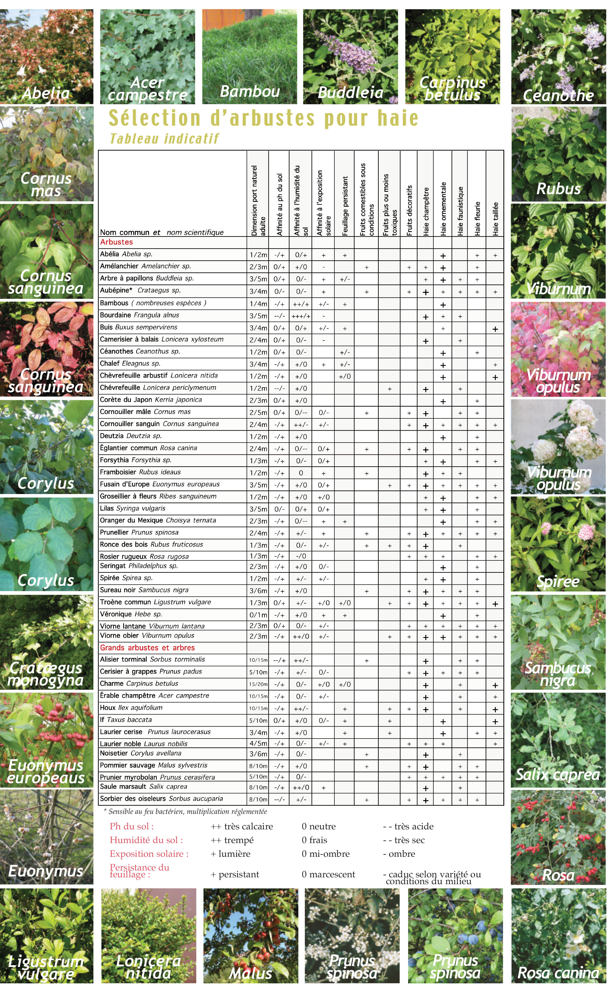 Sélection d'arbustes pour haie - Tableau indicatif
